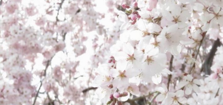 満開に咲く桜